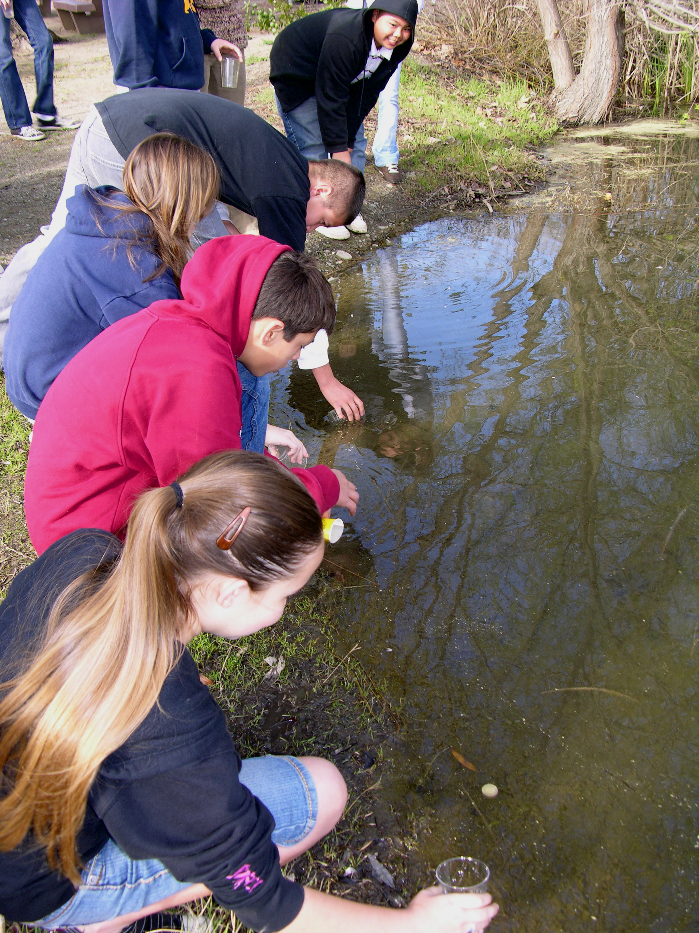Trout in the Classroom Program Alameda Creek Alliance — Bringing